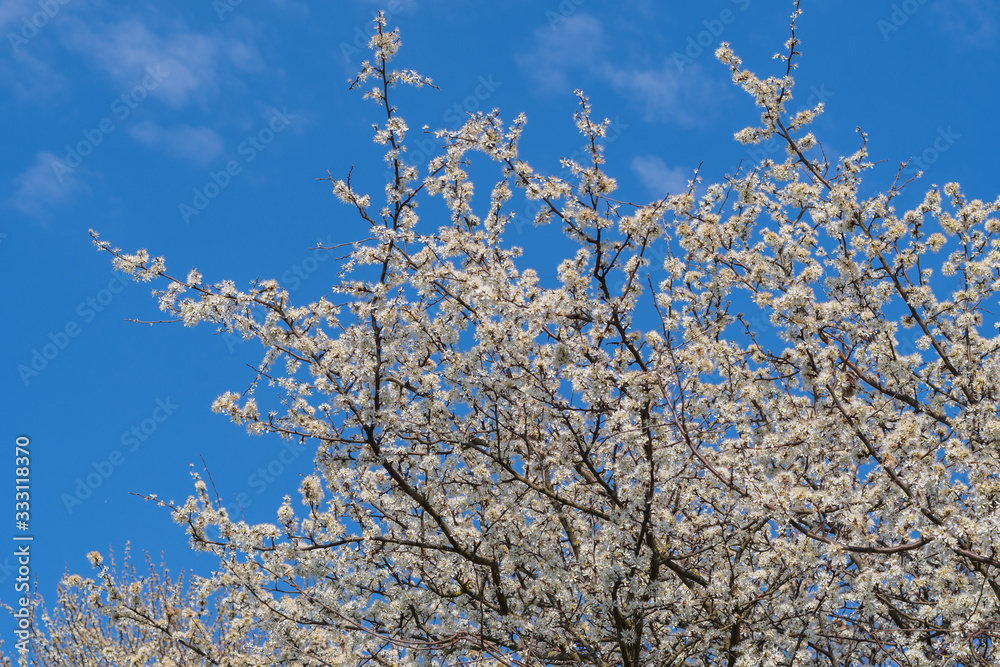 Kirschblüten vor blauem Himmel - Frühling