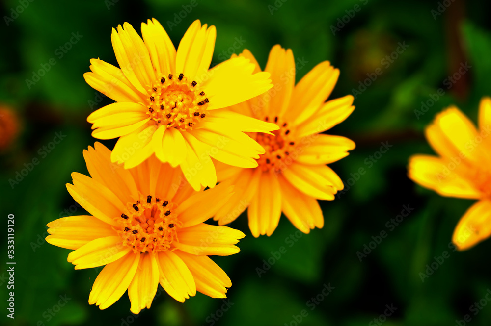 Flower yellow in garden Flower yellow in garden