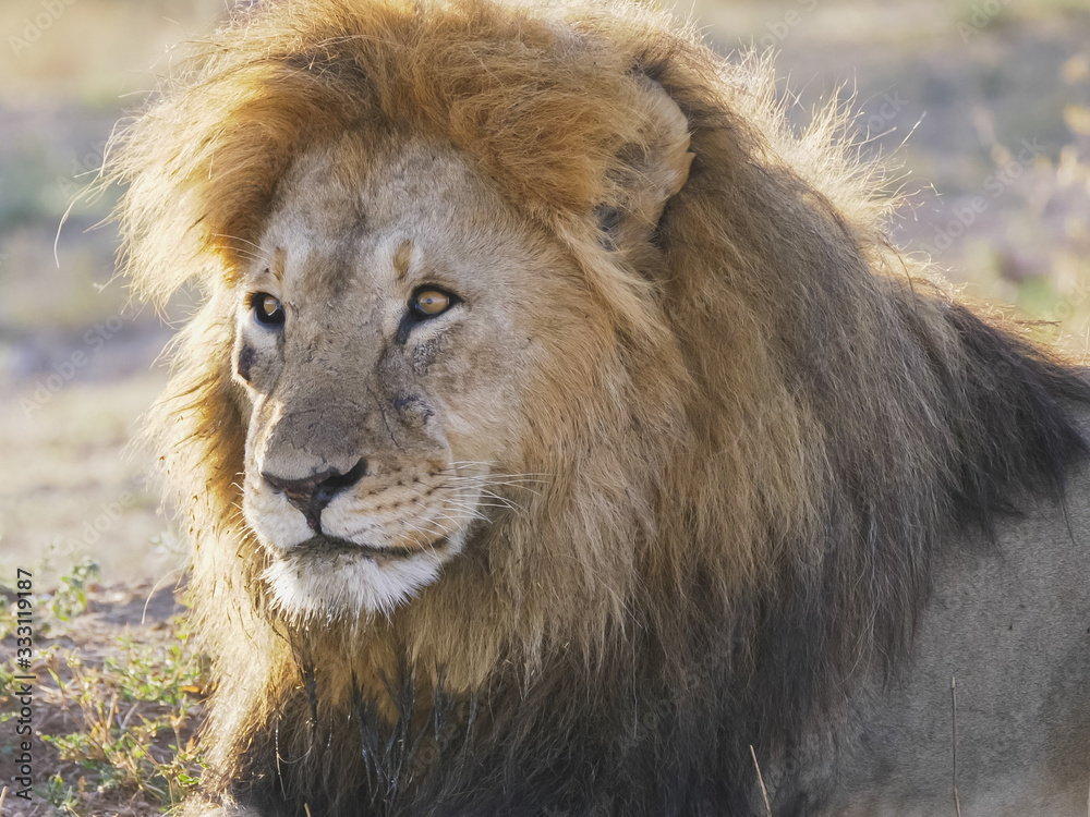 close up shot of a male lion at serengeti