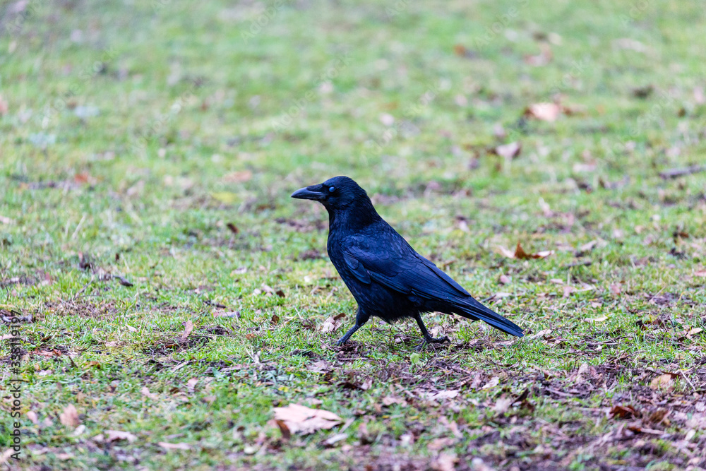 Obraz premium Crow walking in the park