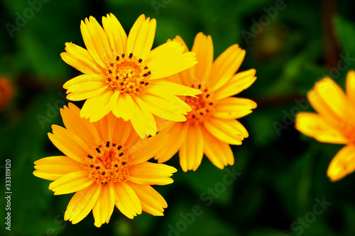 Flower yellow in garden