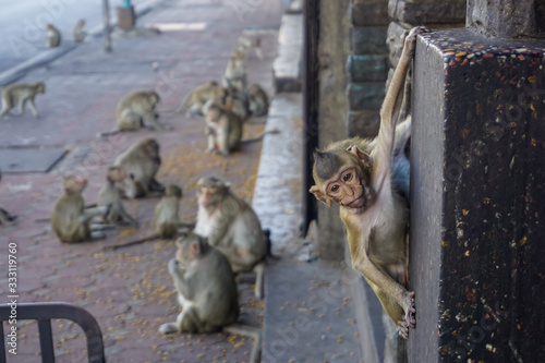 Photography Street monkeys in the city of Lopburi in Thailand