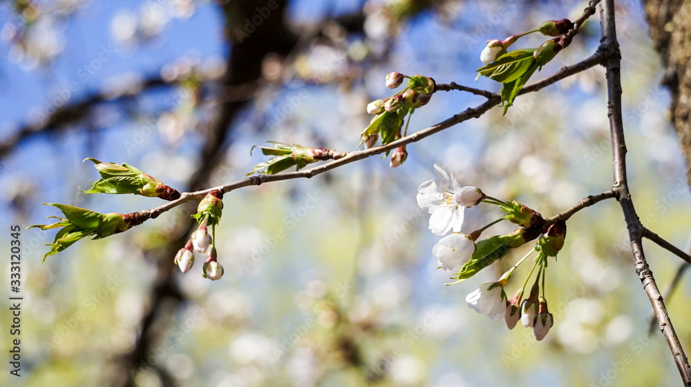 青空に映える薄紅色の桜と葉、美しい新緑の春の風景