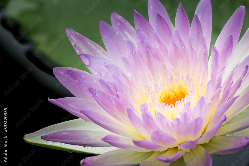 Beautiful lotus flower or Lotus flower on the water in a park close-up.