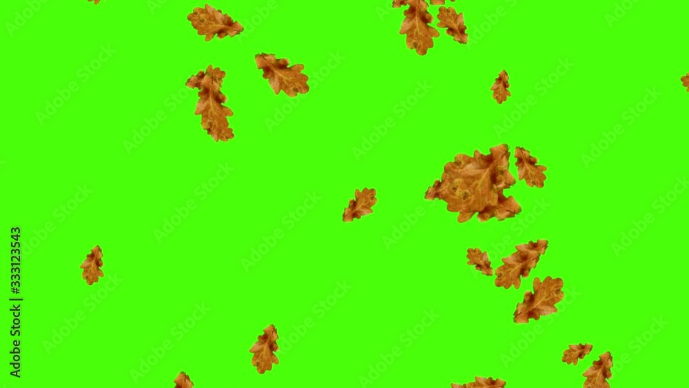 Autumn leaves falling loop, green screen chroma key Autumn leaves falling loop, green screen chroma key