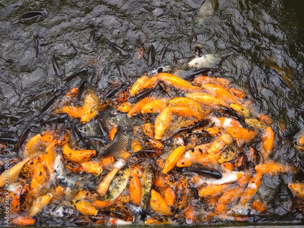 some gold fish in the pond