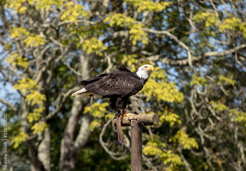 An American Bald Eagle - Haliaeetus leucocephalus An American Bald Eagle - Haliaeetus leucocephalus