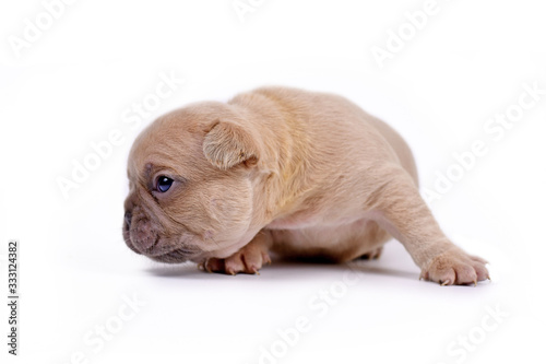 Fototapeta Naklejka Na Ścianę i Meble -  Cream lilac fawn colored 3 weeks old French Bulldog dog puppy with blue eyes on white background