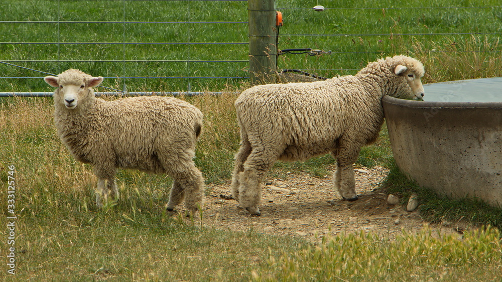 Sheep at Elephant Rocks near Duntroon on South Island of New Zealand Sheep at Elephant Rocks near Duntroon on South Island of New Zealand