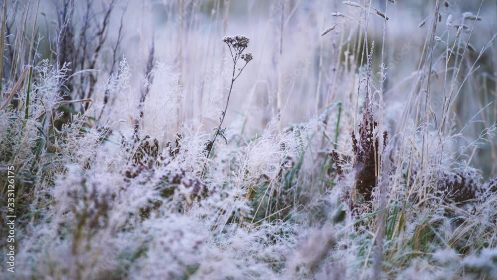 The ice covered grass by the forest in South Island, New Zealand - close up The ice covered grass by the forest in South Island, New Zealand - close up