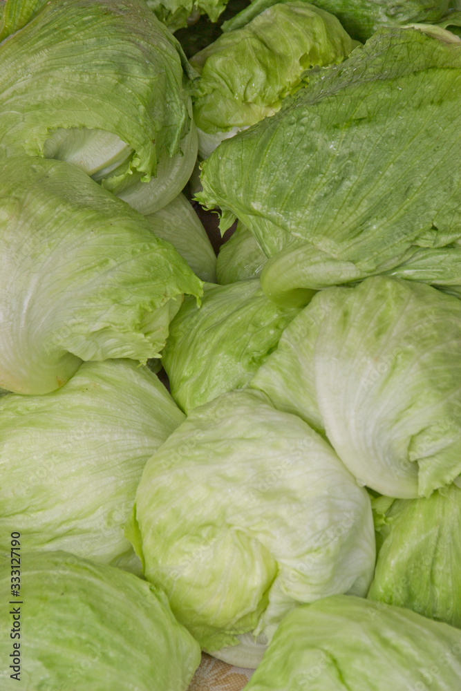 Iceberg Lettuce Iceberg Lettuce