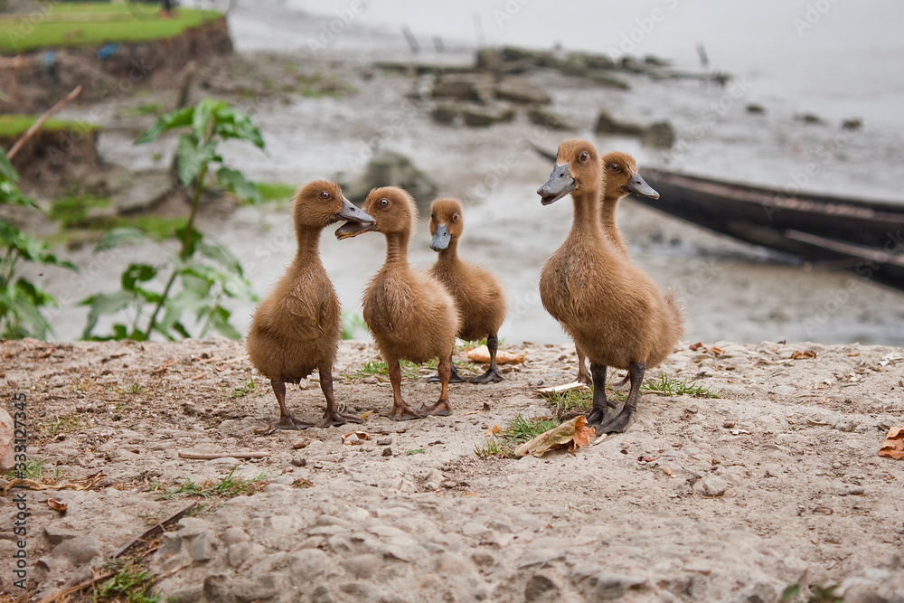 Ducks