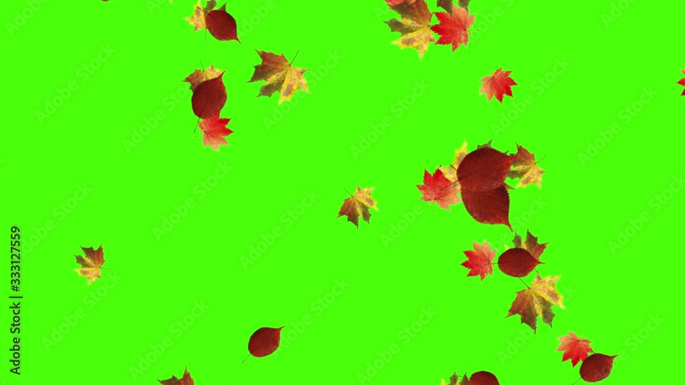 Autumn leaves falling loop, green screen chroma key Autumn leaves falling loop, green screen chroma key