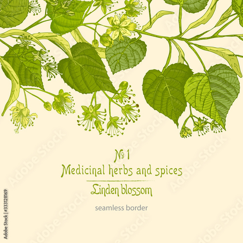 Linden blossom hand drawn border pattern with flower, lives and branch in yellow and green color on light beige background. Retro vintage graphic design Botanical sketch drawing