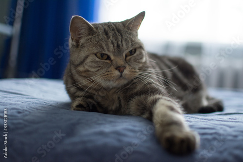 cat british bed striped paw yawning