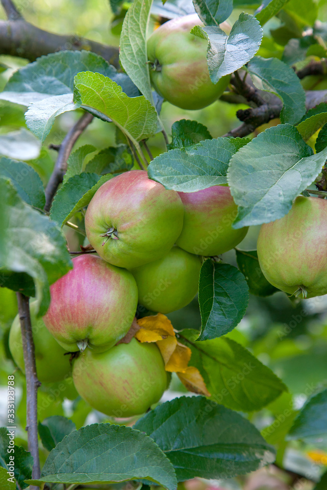 Shiny delicious green apples on a branch ready to be harvested in an apple orchard.. Shiny delicious green apples on a branch ready to be harvested in an apple orchard..