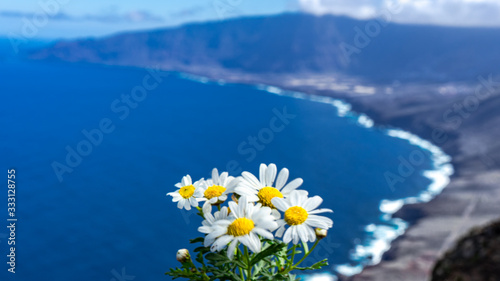 Daisies, Canarian flora. In the background the views of La Frontera from the Mirador de Los Vascos.