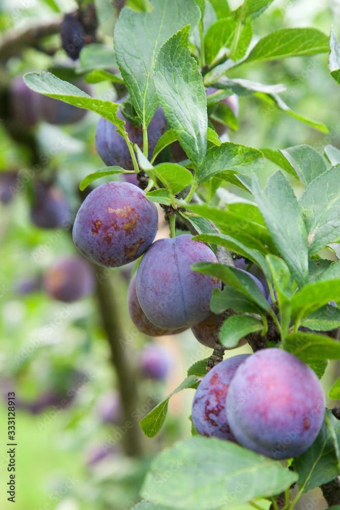 Plum tree branch with ripe juicy fruits on sunset light..