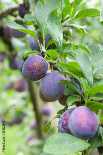 Plum tree branch with ripe juicy fruits on sunset light..