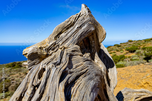 Sabine wood. It is a very resistant wood. El Sabinar, the island of El Hierro.
