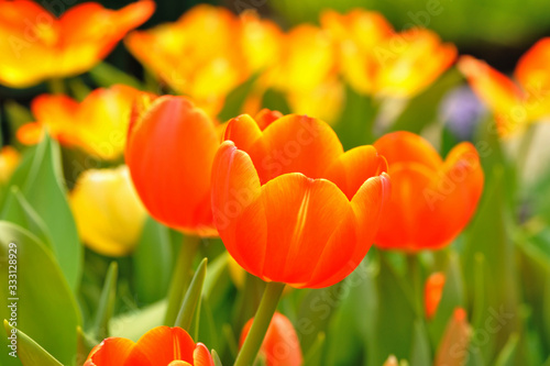 Flower red tulips in garden  thailand