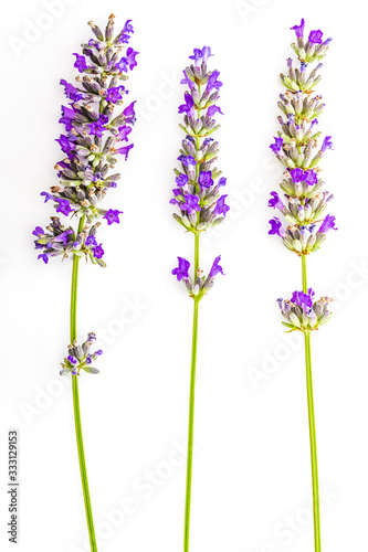Fototapeta Naklejka Na Ścianę i Meble -  Bouquet of lavender flowers and seeds on white background. Isolated on white background.