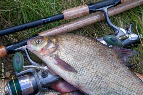 Close up view of big freshwater common bream fish on keepnet..