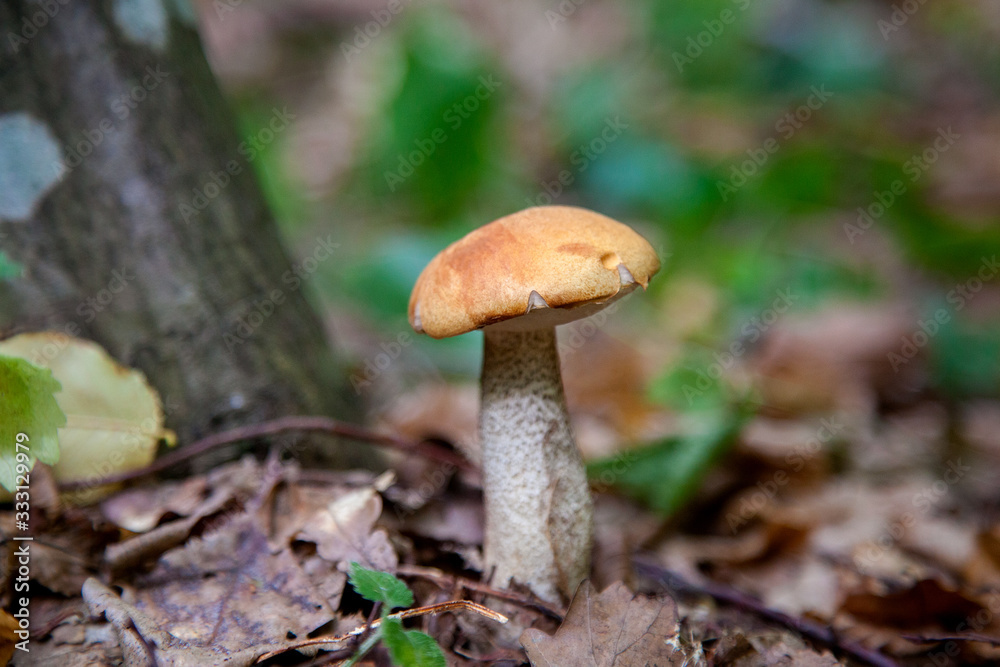Single red boletus mushroom in the wild. Red boletus mushroom grows on the forest floor at autumn season.. Single red boletus mushroom in the wild. Red boletus mushroom grows on the forest floor at autumn season..