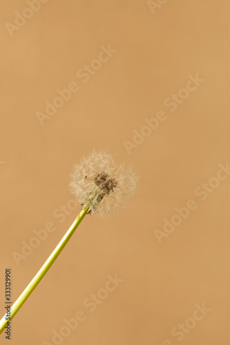photo of dandelions in early spring  decoration