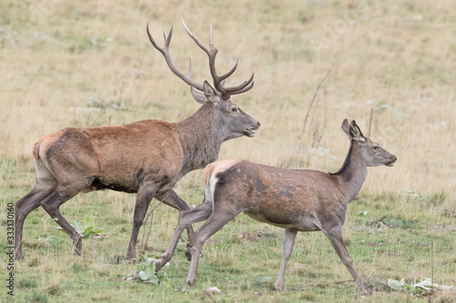 Red deer male and female in the highlands (Cervus elaphus)