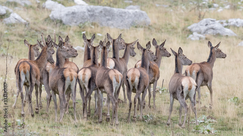 Herd of Red deer females in mountain region (Cervus elaphus)