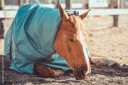 portrait of gelding horse in halter and blanket sleeping in paddock in daytime