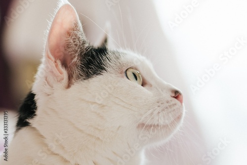 white cat with green eyes © Kaspars Suskevics