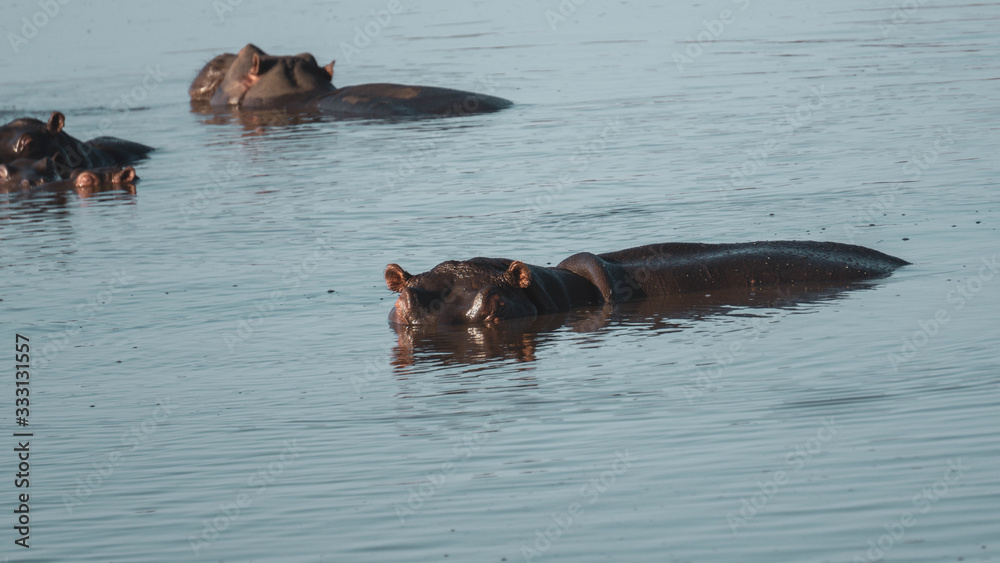 hippos in a lake in south africa hippos in a lake in south africa