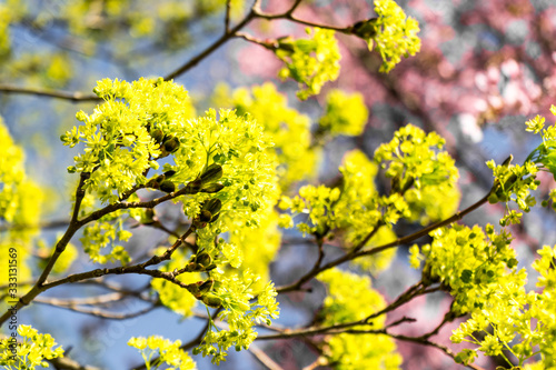 yellow blossoms