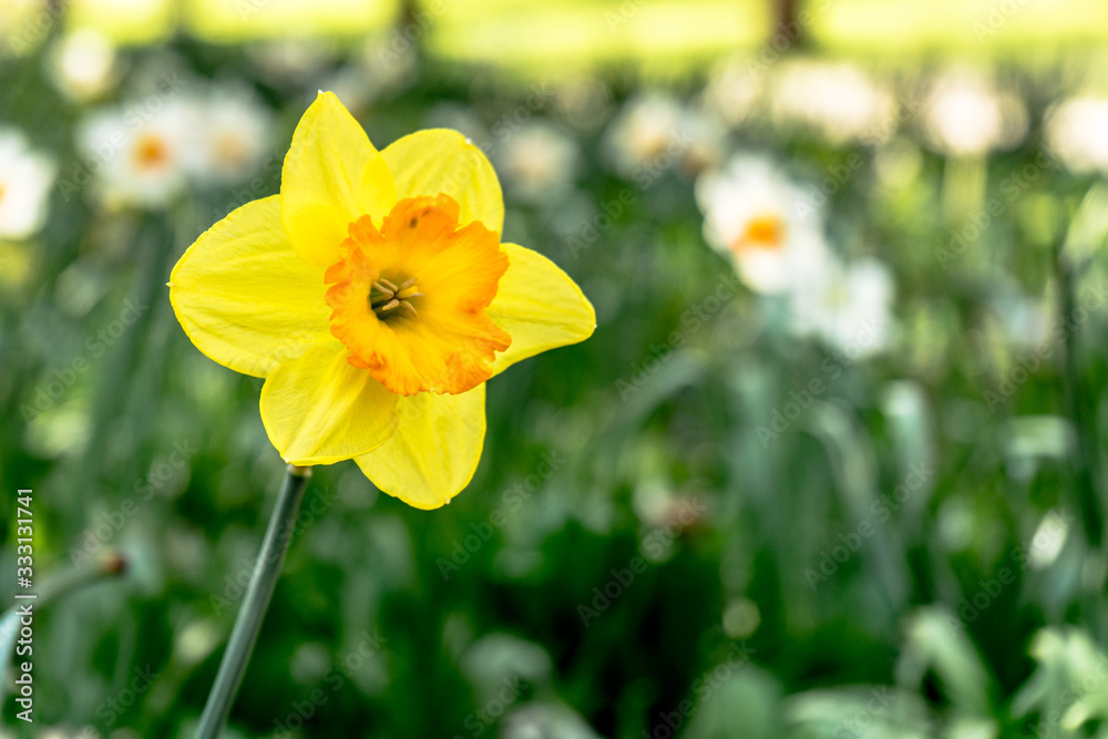 Obraz premium yellow daffodil