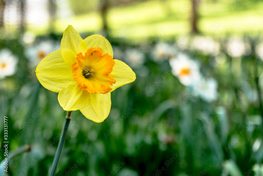 Obraz premium yellow daffodil