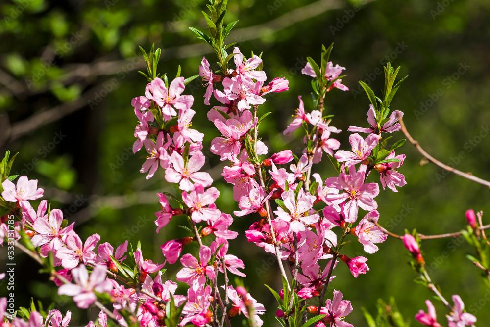 Flowering dwarf Russian almond.