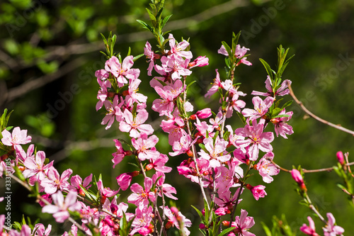 Flowering dwarf Russian almond.