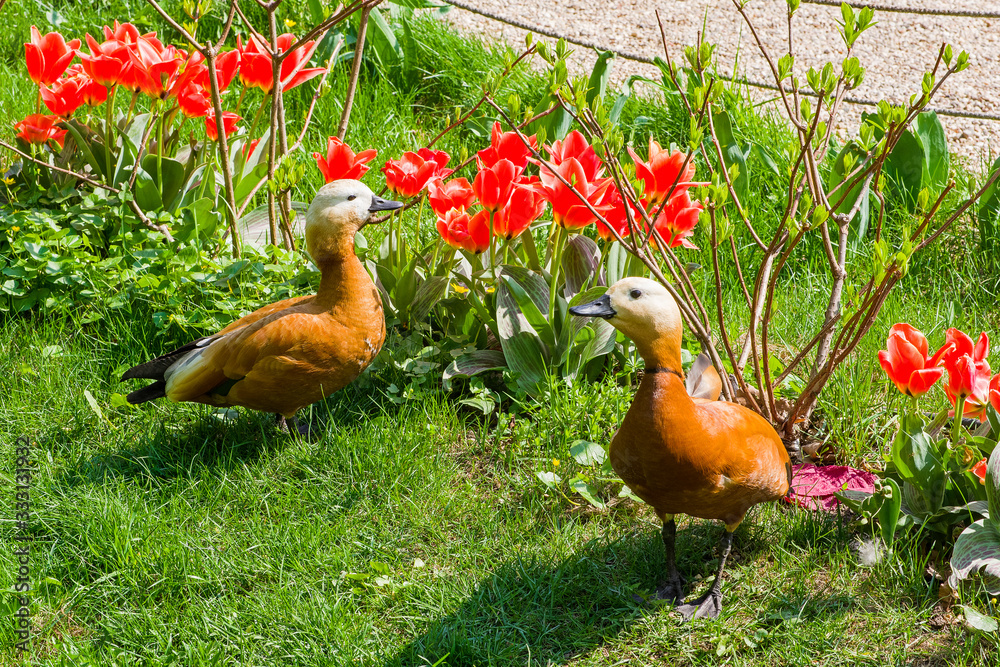Fototapeta premium Two ruddy shelducks