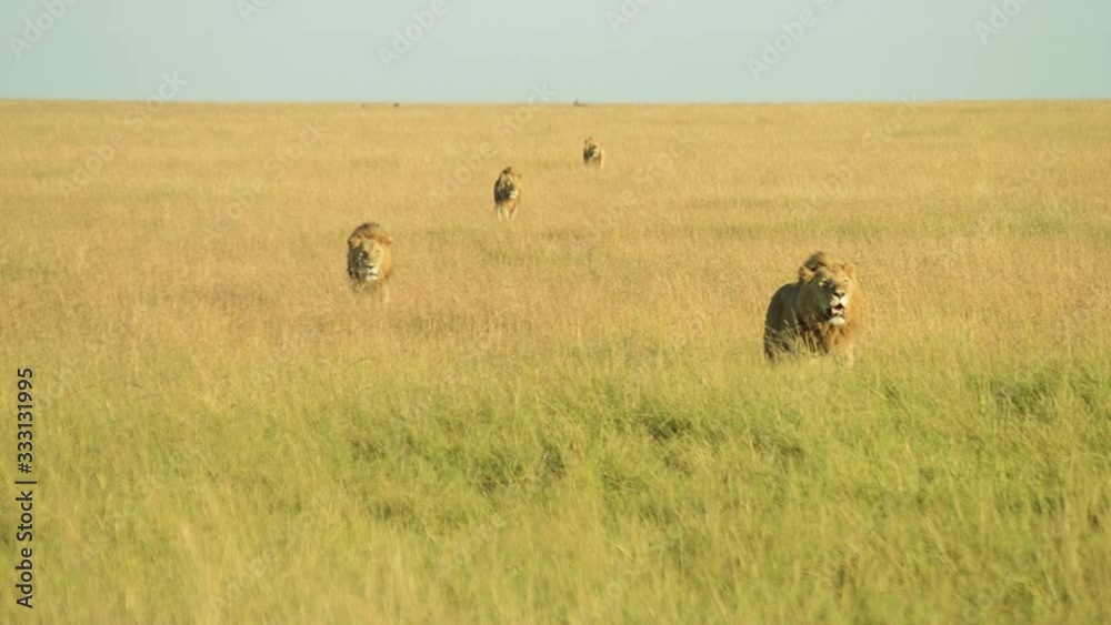 Male lions walking in a line across a Savannah grassland. Male lions walking in a line across a Savannah grassland.