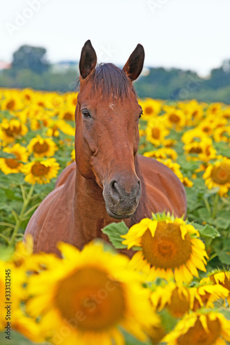 Portrait of nice horse on sunflower field
