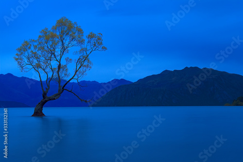 That Wanaka Tree, Lake Wanaka, Wanaka, New Zealand
