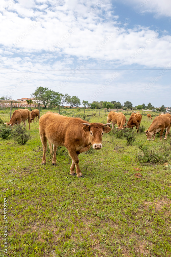 cows grazing fresh green grass at the meadow in Portugal cows grazing fresh green grass at the meadow in Portugal