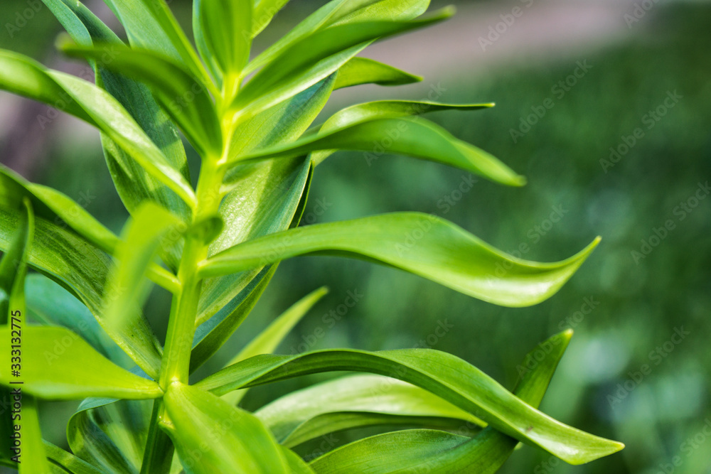 Obraz premium close up of a green plant on a park meadow