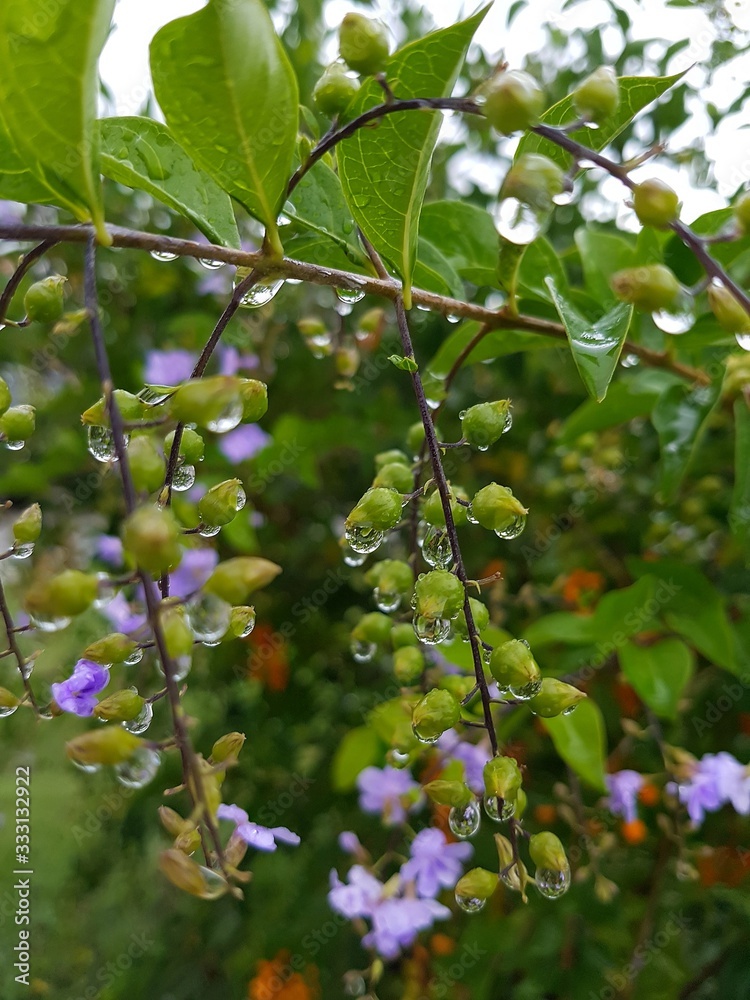 flowers in the garden