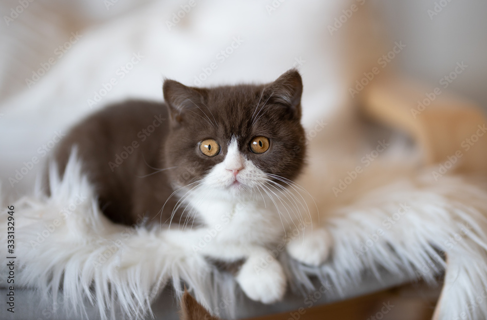 Niedliches Britisch Kurzhaar Kitten in chocolate-white Niedliches Britisch Kurzhaar Kitten in chocolate-white