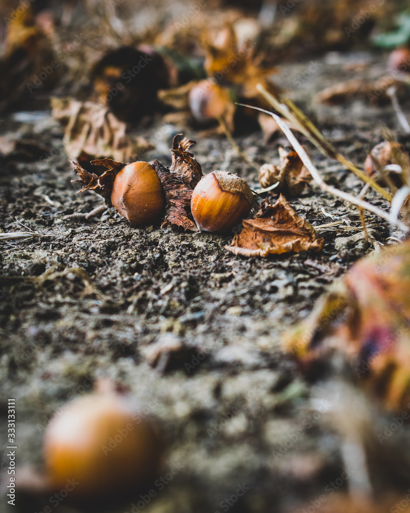 Fototapeta premium Hazelnuts on the ground in autumn
