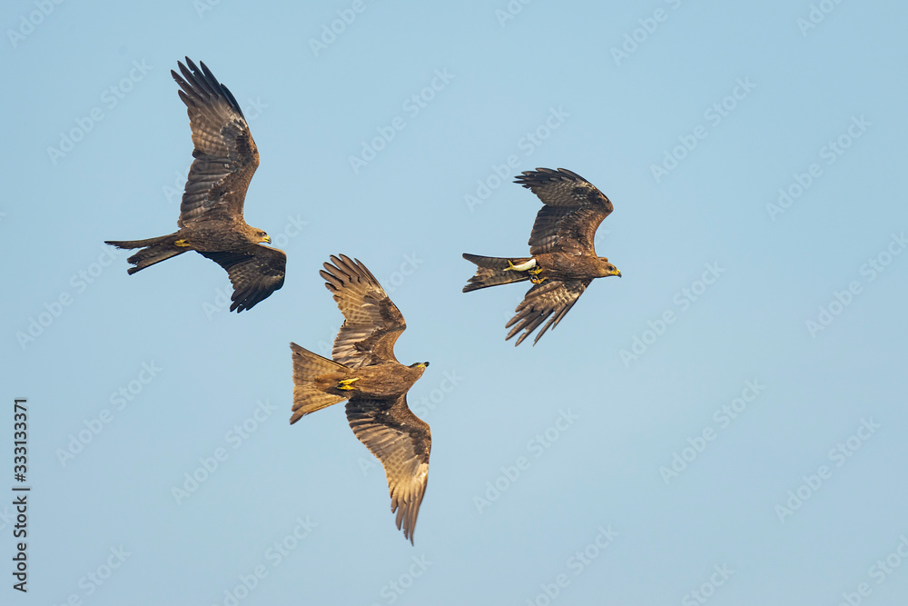 Fotografie Black Kite and Brahminy Kite