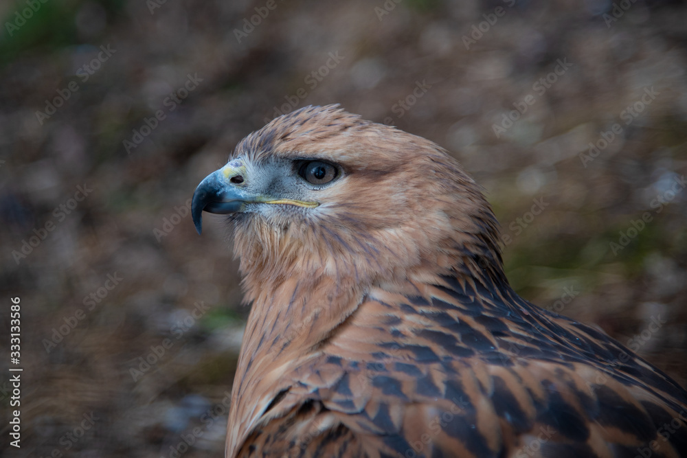 Buzzard buteo close up portrait raptor bird Buzzard buteo close up portrait raptor bird